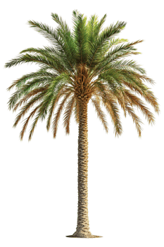 Lush Tropical Palm Tree png