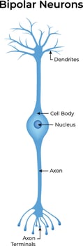 Bipolar Neuron Anatomy Illustration vector
