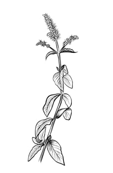 black and white hand drawing of Mentha longifolia plant vector