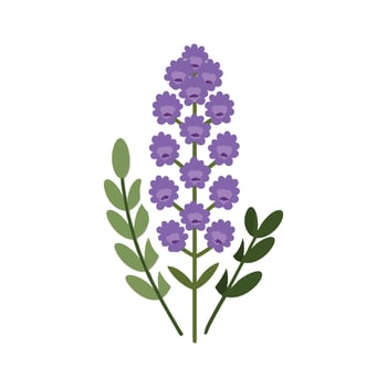 Lavender flower illustration on white background vector