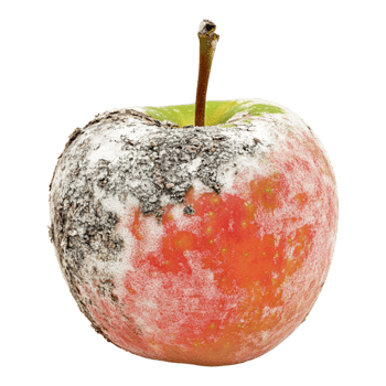 A rotten apple with mold on it png