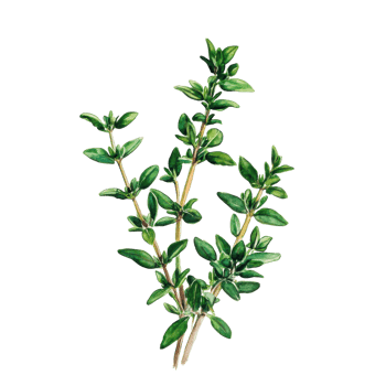 Thyme Herb Watercolor Illustration for Culinary and Herbal Uses on transparent background png
