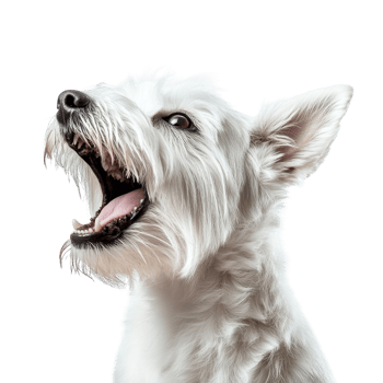 West Highland White Terrier Barking Isolated on transparent background png