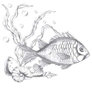 Sea bass in seaweed, shells, hand drawn pencil sketch. Isolated illustration in realistic style for fish restaurant design, menu, textile, printed products png
