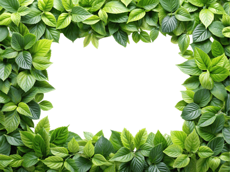 Natural Green Leaf Botanical Frame for Eco-Friendly and Nature Designs. png