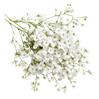 Beautiful Babys Breath Flowers for Floral Arrangements on transparent background png