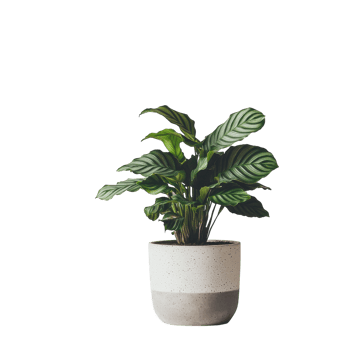 Calathea House Plant - A Lush Addition to Any Interior on transparent background png