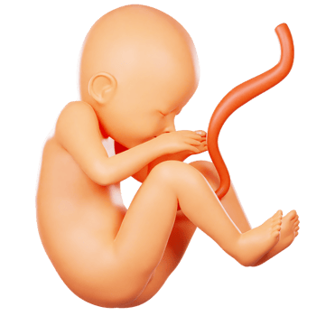 3D Fetal Development Model for Kids Education png