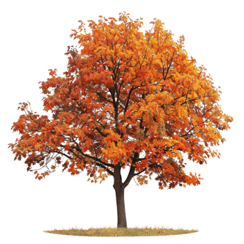 Autumn tree with orange leaves png