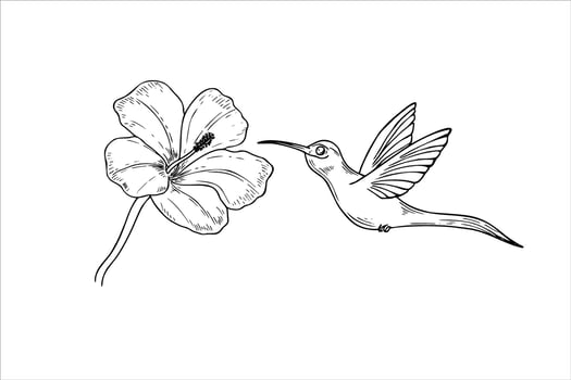 hummingbird hovering on hibiscus for sucking the nectar out realistic graphic illustration. Tropical tiny colibri bird and flower line art painted by black inks. Protection of endemic bird vector
