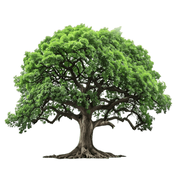 Transparent Background Green Old Big Tree png
