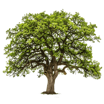 Transparent Background Big Old Green Tree png