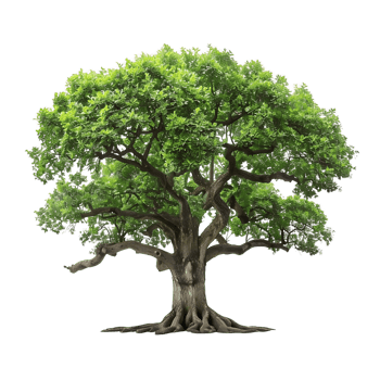Isolated Transparent Background Old Big Green Tree png