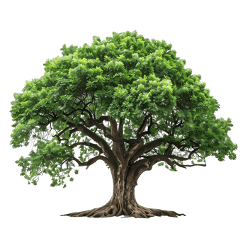 Transparent Background Isolated Green Old Big Tree png