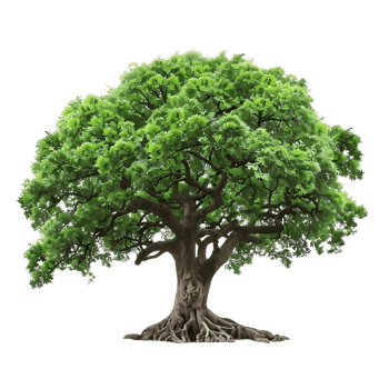 Old Big Tree with Transparent Background png