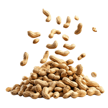 Falling Peanuts on Transparent Background png