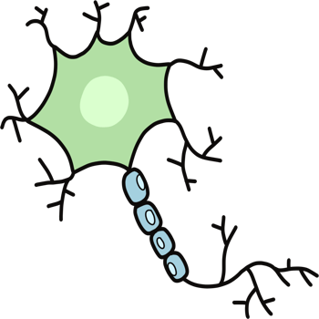 Neuron anatomy nervous system, science concept png