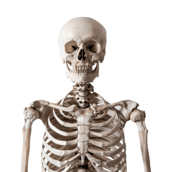 Male Skeleton in a Standing Position On Isolated Background for Anatomical Study png