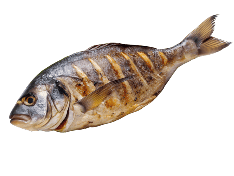 Freshwater fish swimming in a river habitat png