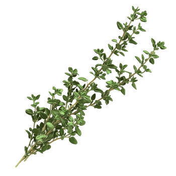 Fresh thyme sprigs arranged on a white background png