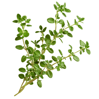 Fresh green thyme with vibrant leaves and stems png