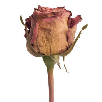 A dried rose stands alone on a white background png