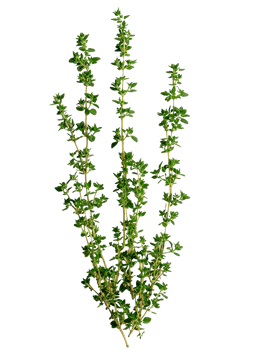 Oregano sprigs ready for cooking png