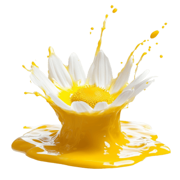 Yellow splash with daisy petals and yolk in motion png