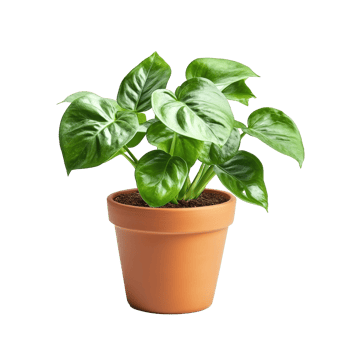 Green indoor plant in a terracotta pot with leaves png
