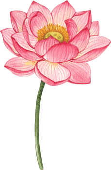 Chinese cultere and decor watercolor hand drawn png