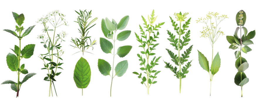 Collection of various green herbs and plants, isolated on transparent background. Perfect for culinary, botanical, and wellness projects. png