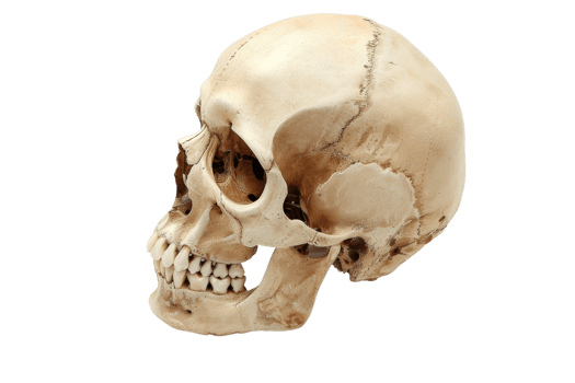 Human skull side view isolated on transparent background. showcasing bone structure and details. Great for educational, medical, or anatomical purposes. png