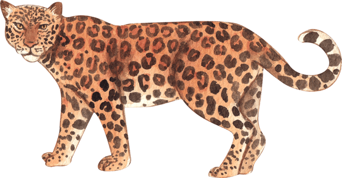 Leopard Wildlife watercolor hand drawn png