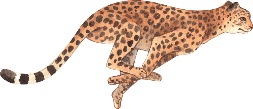 Leopard Wildlife watercolor hand drawn png