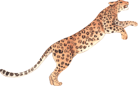 Leopard Wildlife watercolor hand drawn png