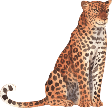 Leopard Wildlife watercolor hand drawn png