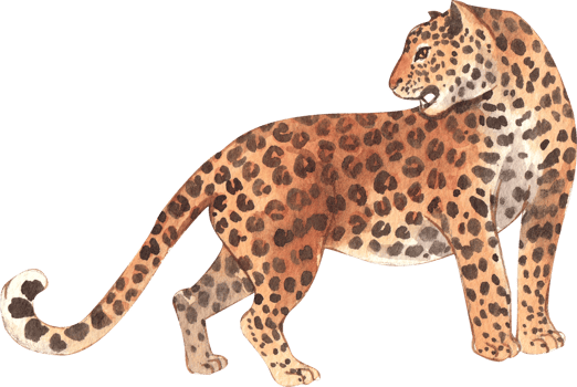 Leopard Wildlife watercolor hand drawn png