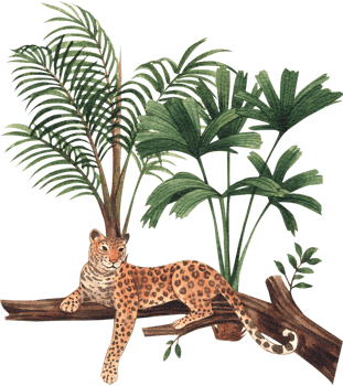 Leopard wildlife watercolor hand drawn png