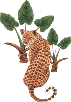 Leopard wildlife watercolor hand drawn png