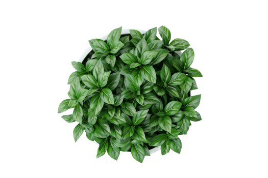 Top view of a lush green houseplant in a white pot isolated on a transparent background. showcasing vibrant leaves and healthy growth. png