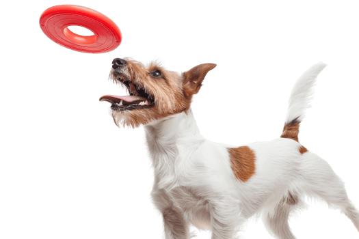 Playful dog catching a red frisbee mid-air, expressing excitement and joy during an outdoor activity on a transparent background. png