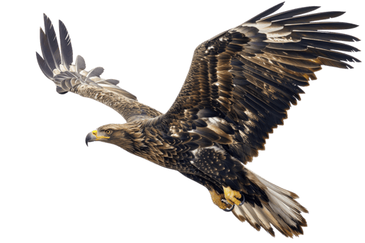 Stunning close-up of a majestic eagle in flight, showcasing its powerful wings and sharp talons against a clear sky png