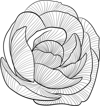 Bobbie bud flower blooming line art, Digital Painting hand-drawn illustration png