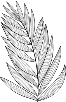 Palm leaf line art, Digital Painting hand-drawn illustration png