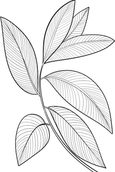 Tropical branches and leaves line art, Digital Painting hand-drawn illustration png