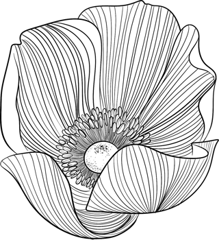 Bobbie flower blooming line art, Digital Painting hand-drawn illustration png