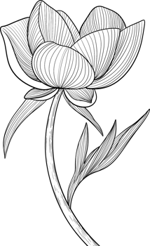 Tropical branches and leaves line art, Digital Painting hand-drawn illustration png