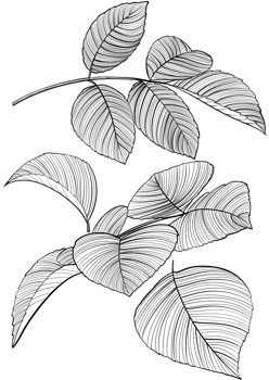 Branches and leaves .Rose leaves line art, Digital Painting hand-drawn illustration png