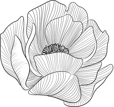 Side angle Bobbie flower blossom line art, Digital Painting hand-drawn illustration png
