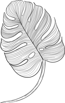 Monstera deliciosa Liebm leaf line art, Digital Painting hand-drawn illustration png